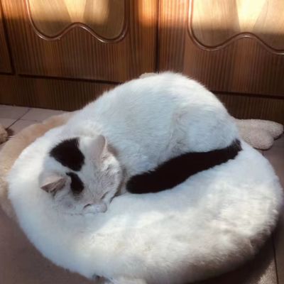 coussin-chat-rond