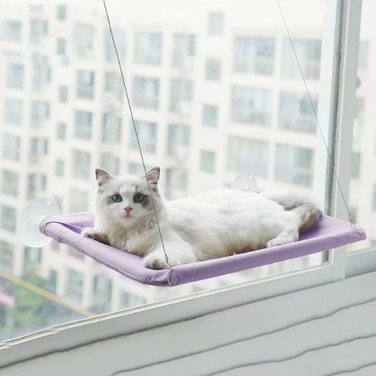 hamac-chat-fenetre-violet