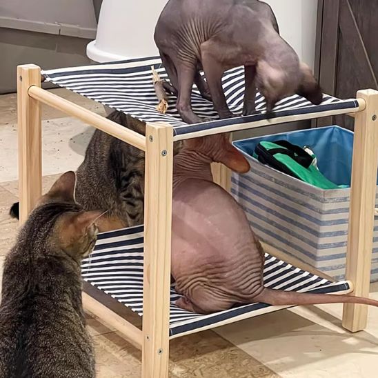 hamac-chat-grand