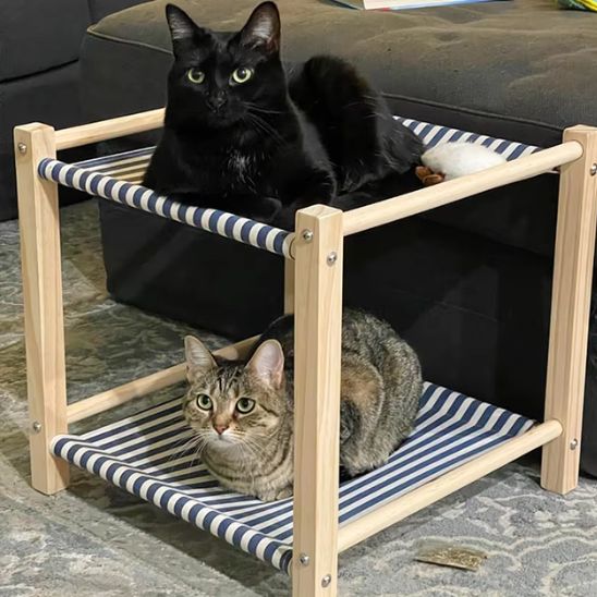 hamac-chat-raye