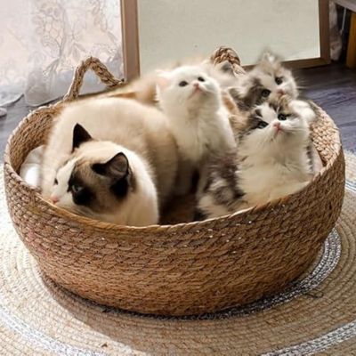 panier_chat_osier_mignon_confortable