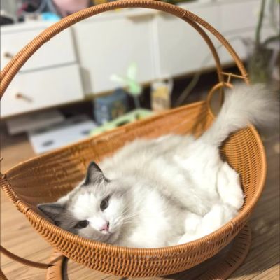panier-en-rotin-pour-chat-confortable-cosyrotin