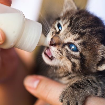 Chaton Trouvé Sans Sa Mère : Le Guide Complet pour le Sauver et Bien le Nourrir