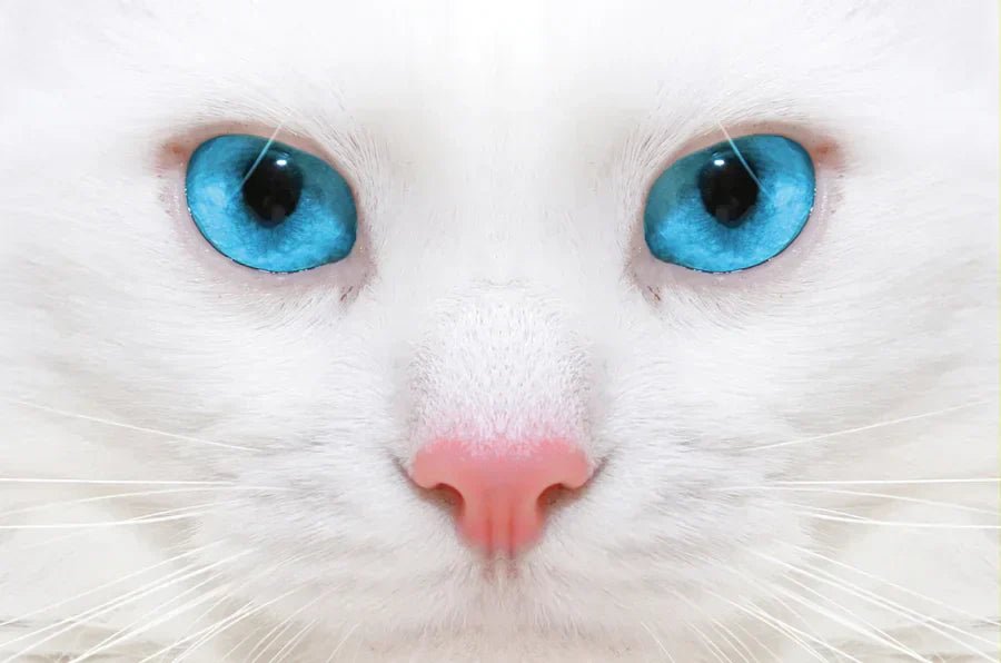 Chat Blanc aux Yeux Bleus