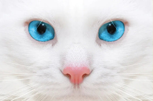 Chat Blanc aux Yeux Bleus