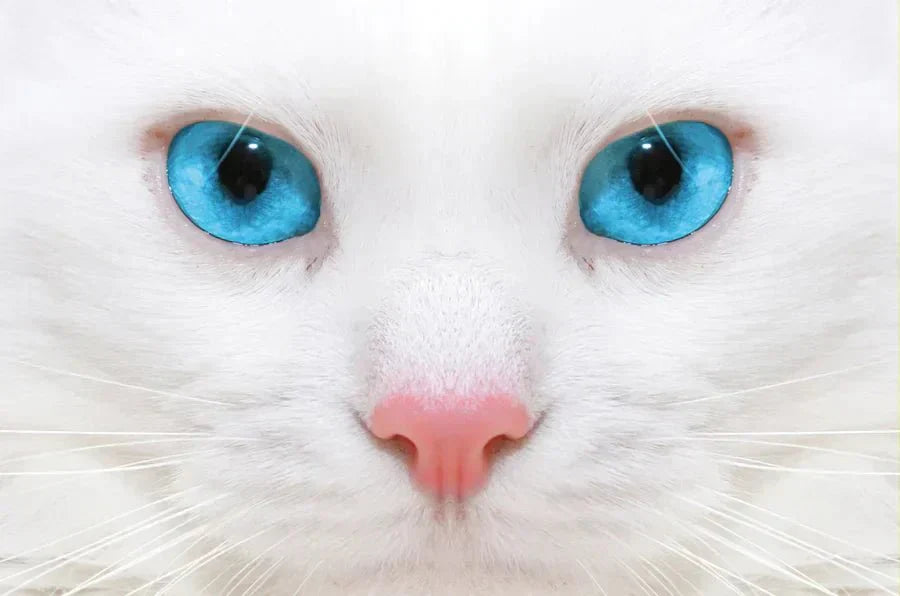 Chat blanc aux yeux bleus - Patte à Chat