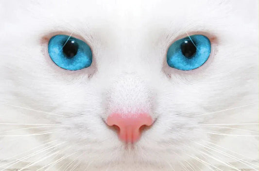 Chat blanc aux yeux bleus - Patte à Chat