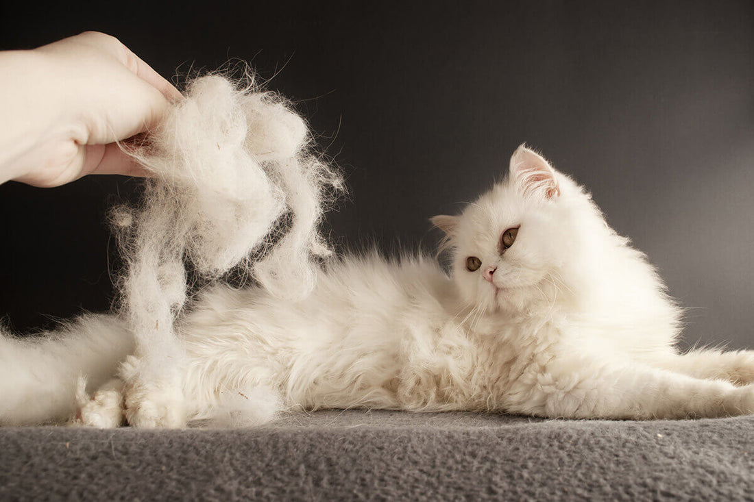 Chat qui Perd Beaucoup ses Poils : Pourquoi et Comment y Remédier