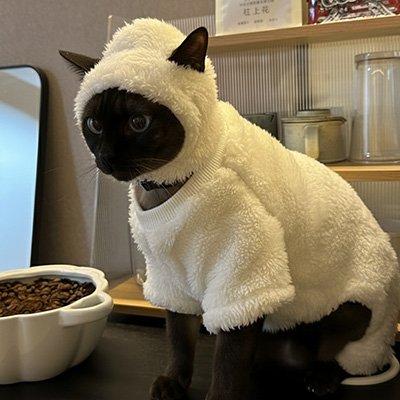 Comment choisir un costume pour chats