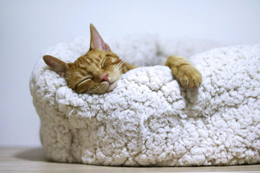 Panier chat - Patte à Chat