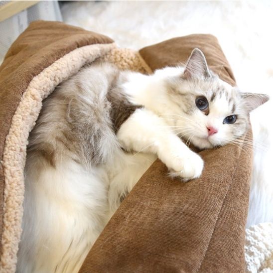coussin-a-chat-brownie