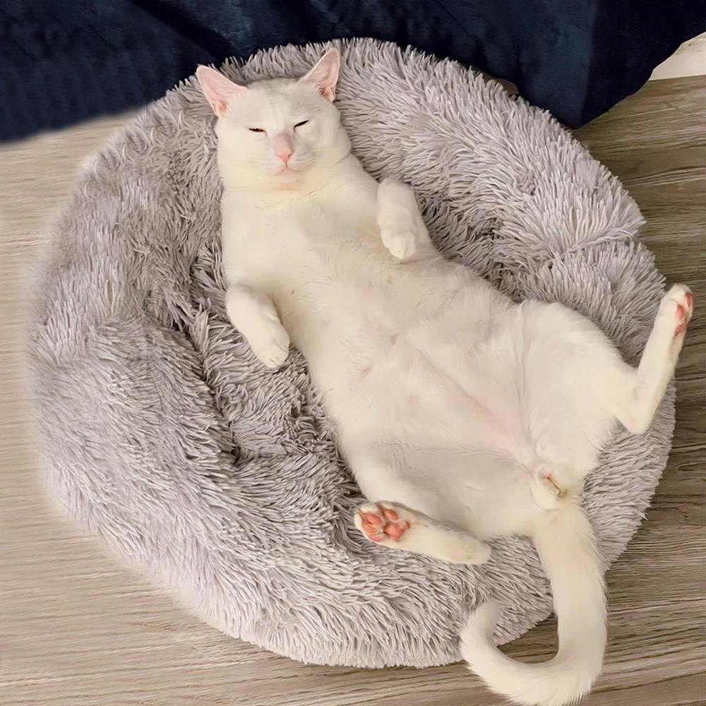 Coussin pour chat | DouxDonuts™ - Patte à Chat