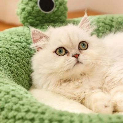 coussin-pour-chat-zenouille-mignnon