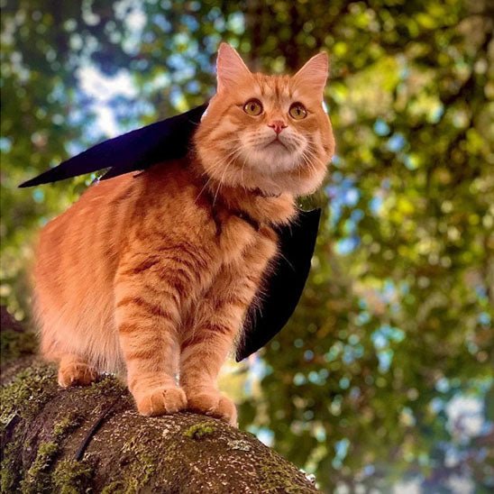 déguisement-pour-chat-batminou-minions