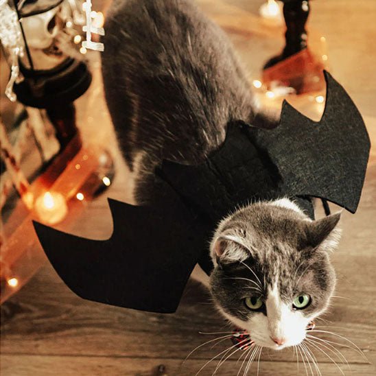 déguisement-pour-chat-chauve-sourie