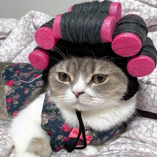 déguisement-pour-chat-bigoudi-drôle