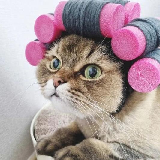 déguisement-pour-chat-bigoudi
