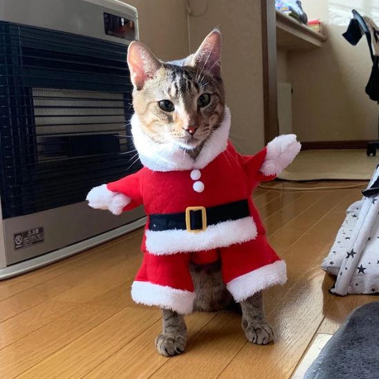 déguisement-pour-chat-père-noël-amusant