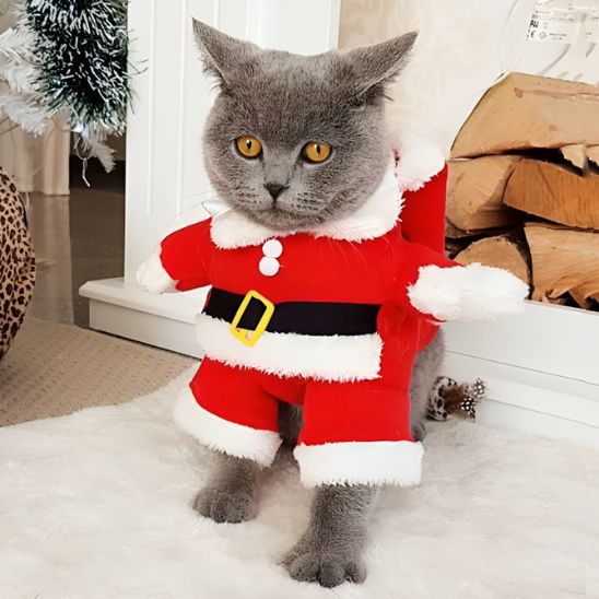 déguisement-pour-chat-père-noël-rouge-miaouel