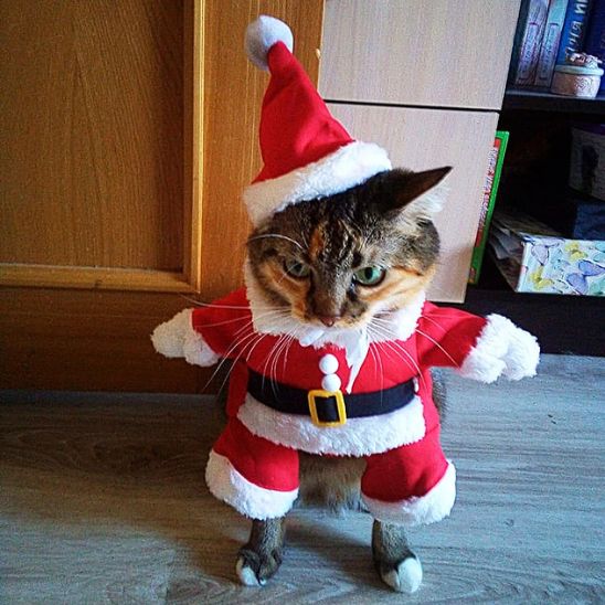 déguisement-pour-chat-père-noël-miaouel-festif