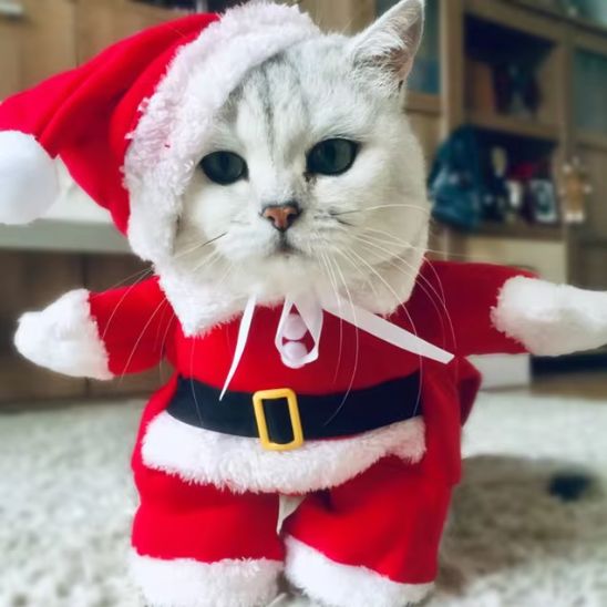 déguisement-pour-chat-père-noël-design-miaouel