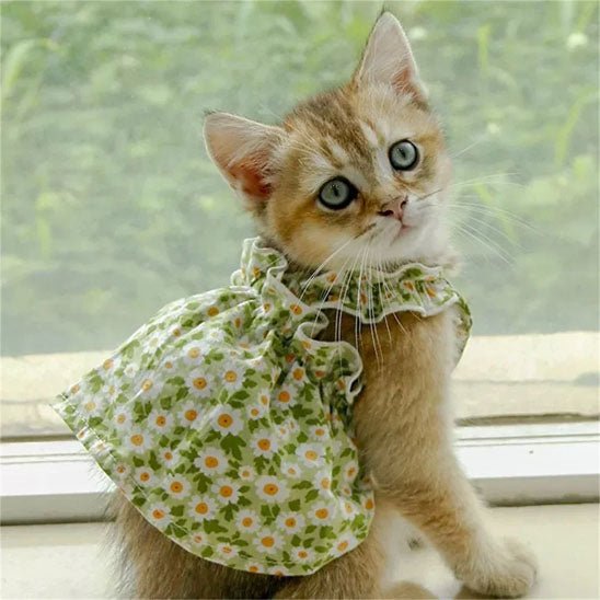 Déguisement pour chat | MinouBelle™ - Patte à Chat