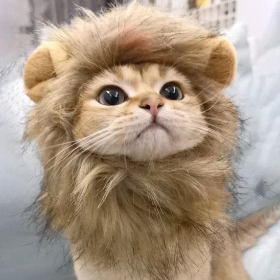 déguisement-pour-chat-ruglion-inoui