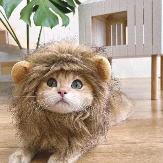 déguisement-pour-chat-ruglion-atypique