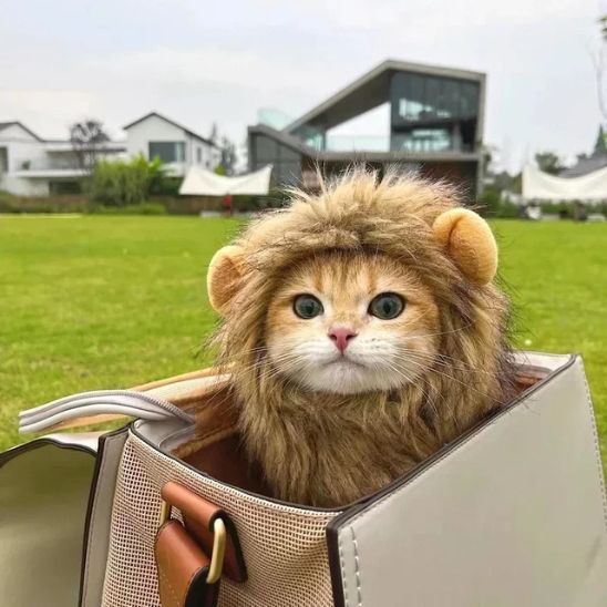 déguisement-pour-chat-ruglion-exceptionnel