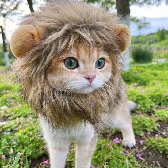 déguisement-pour-chat-ruglion-originale
