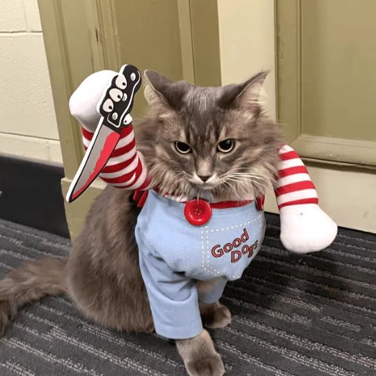 déguisement-pour-chat-flippant-slaschat