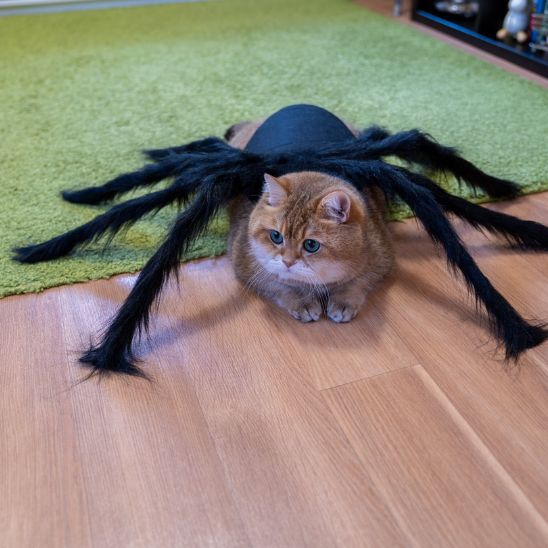 déguisement-pour-chat-halloween-insolite-spineko