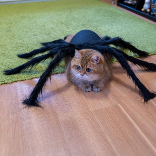 déguisement-pour-chat-halloween-insolite-spineko