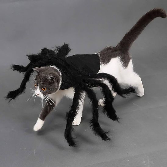 déguisement-pour-chat-halloween-terrifiant-spineko