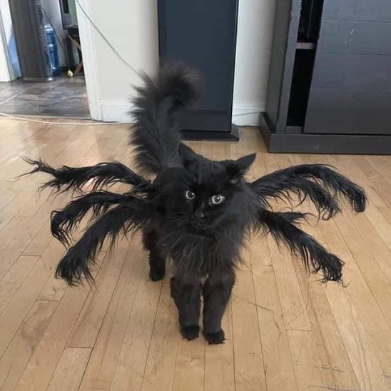 déguisement-pour-chat-araignée-halloween-spineko