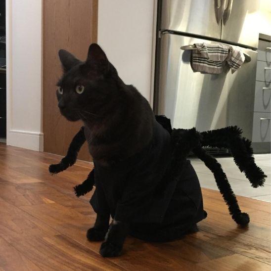 déguisement-pour-chat-araignée-effrayante-spineko