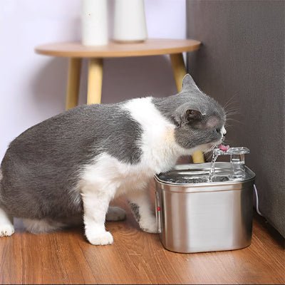 fontaine-a-eau-chat-moderne-couledouce