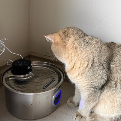 fontaine-a-eau-chat-pratique-eauroyale