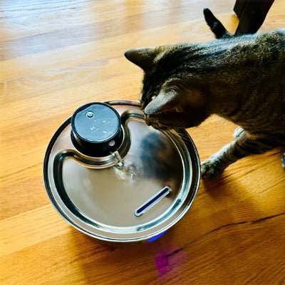 fontaine-a-eau-chat-performante-eauroyale