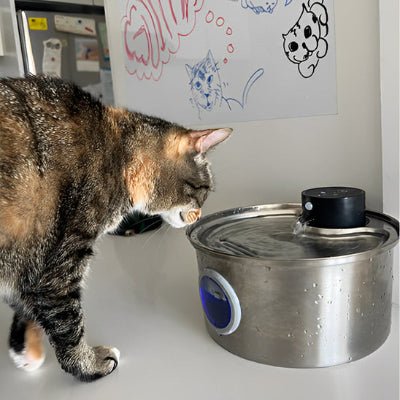 fontaine-a-eau-chat-style-eauroyale