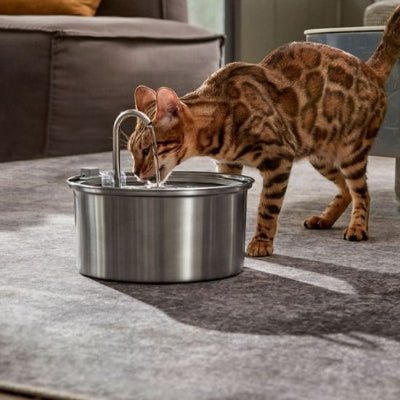fontaine-a-eau-chat-ergonomique-glouglou