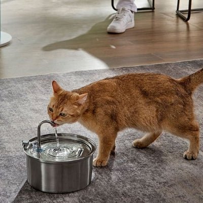 fontaine-a-eau-chat-design-glouglou