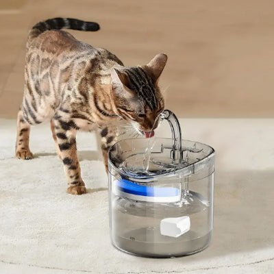fontaine-a-eau-pour-chat-moderne-miaoujit