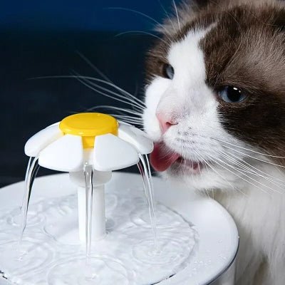 fontaine-a-eau-chat-idéale-hydro