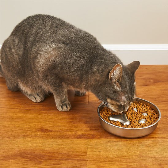 Gamelle anti glouton chat anti gourmandise