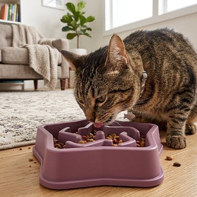gamelle-anti-glouton-chat-avec-reliefs-violet