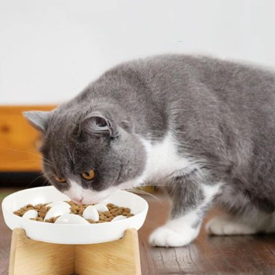 gamelle-anti-glouton-chat-épurée