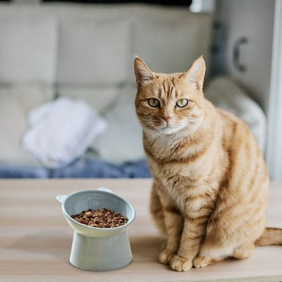 gamelle-pour-chat-bolyx-design