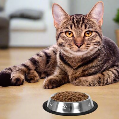 gamelle-pour-chat-ironcat-fonctionnelle
