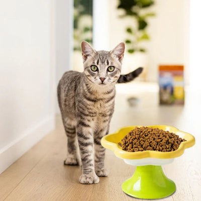 gamelle-pour-chat-céramique-petalbol